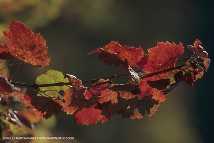 Vin, Vigne , Vendanges, vignification, vignobles, France, Provence, Côte du Rhône, Rosé