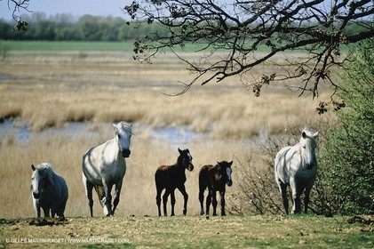 2000-2010- Arles - Les Saintes Maries de la mer (FRA,13) - Camargue horses