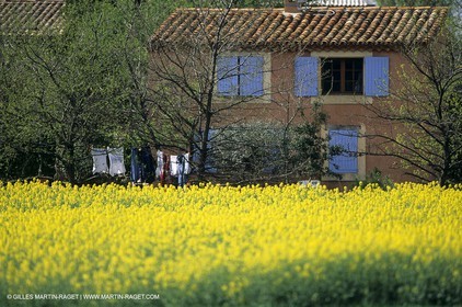 Alpilles (FRA,13), Champs de colza