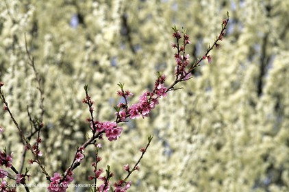 Luberon, Vaucluse (FRA,84) - Arbres fruitiers en fleur
