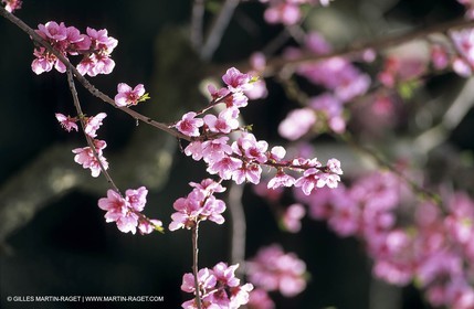 Luberon, Vaucluse (FRA,84) - Arbres fruitiers en fleur