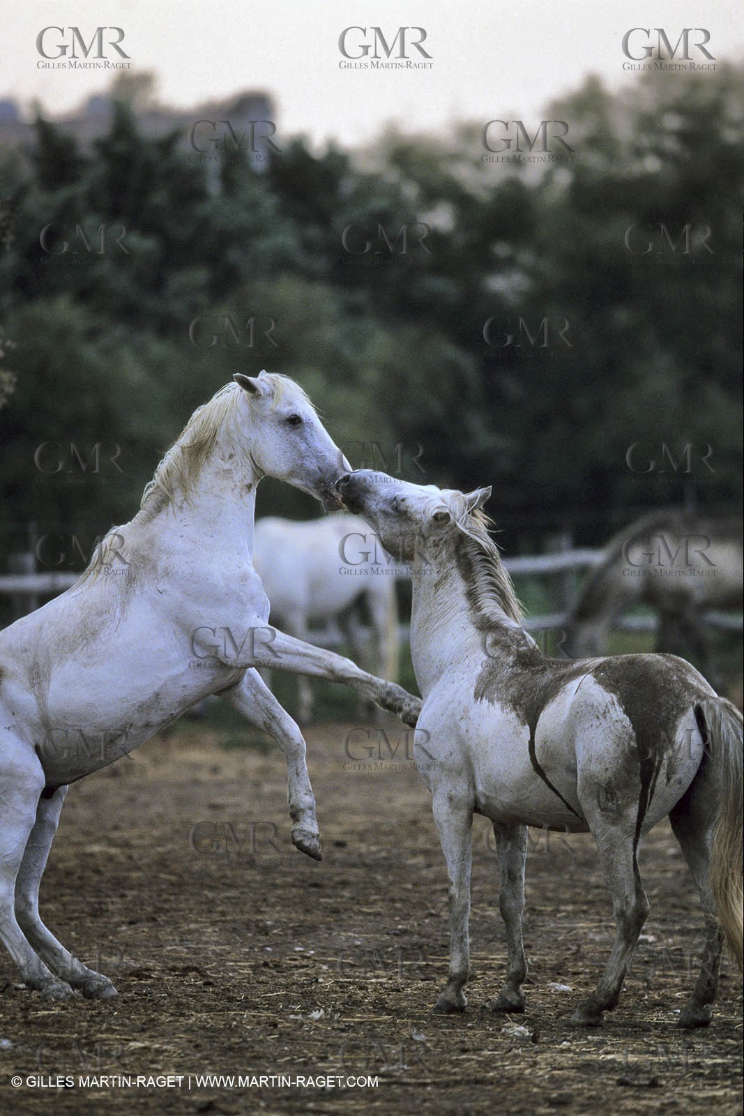 Camargue horses