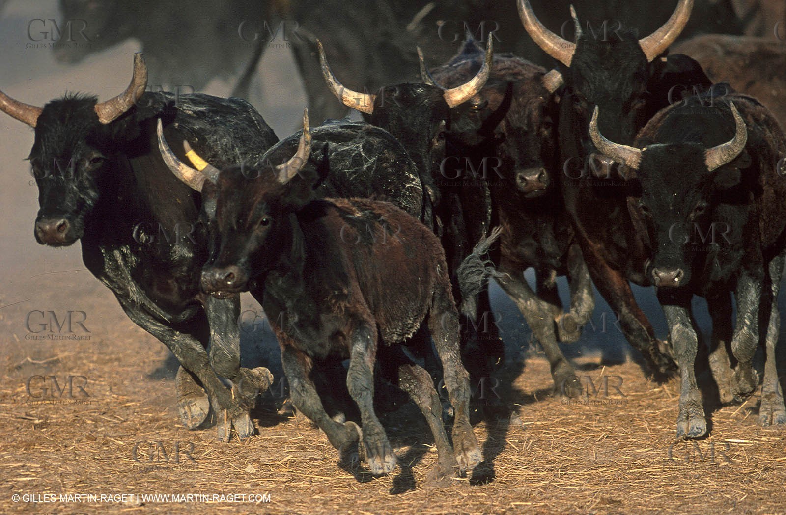 Bulls - Camargue