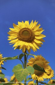 suunflower