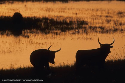 France, Provence, Camarggue, Taureaux de Camargue, bulls