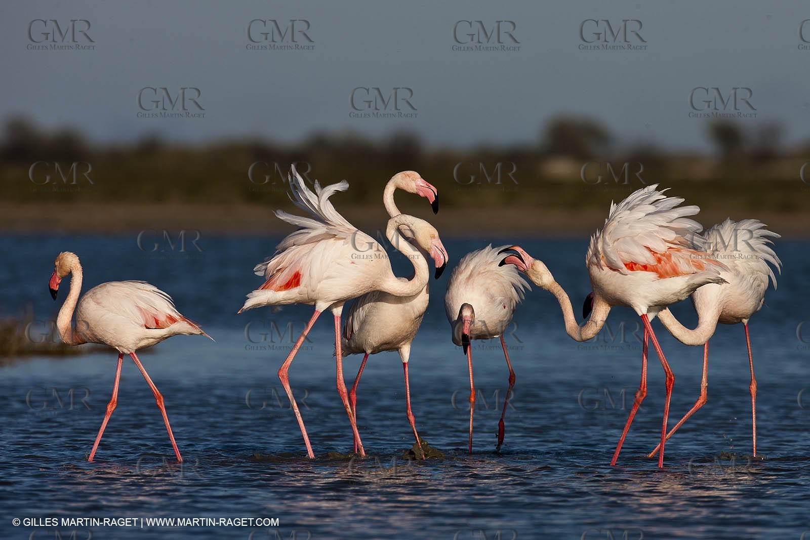 09 04 2011 - Les Saintes Maries de la Mer (FRA,13) - Pink Flamingos in Camargue