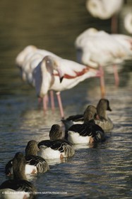 Camargue (FRA,13) - Flamants roses en Camargue