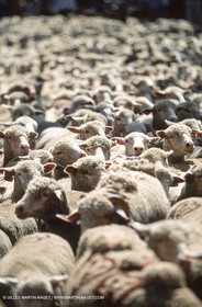 Saint Rémy de Provence (FRA,13) - Sheep stocks migration Fest