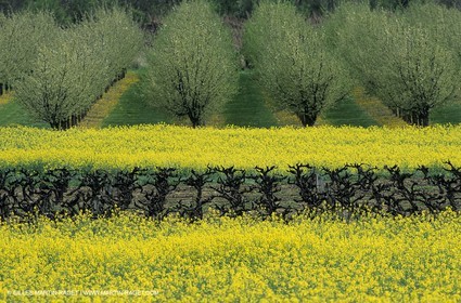 Alpilles (FRA,13), Champs de colza