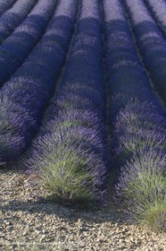13 08 2007 - Valensole (04) - lavender fields on Valensole plateau