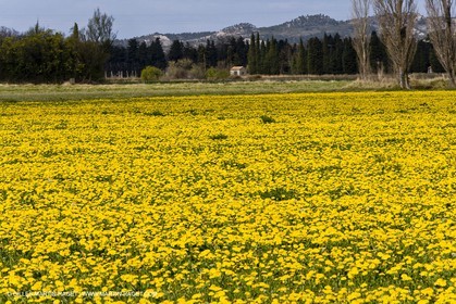 16 03 2008 - Saint Rémy de Provence (FRA, 13) - Paysages des Alpilles - Champs de pissenlits