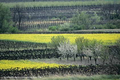 Alpilles (FRA,13), Champs de colza