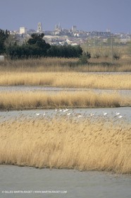 France, Provence, Camargue, Birds, Flamants, flamingos