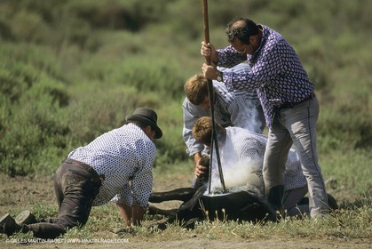 France, Provence, Gardians de Camargue