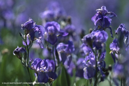 Alpilles (FRA,13), Iris en fleurs