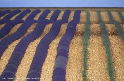 Lavander fields