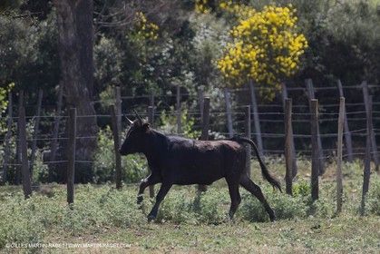 Course de Satin 2014 - Arles (FRA,13) - 1 06 2014**The satin race - Arles (FRA,13) - 01 06 2014