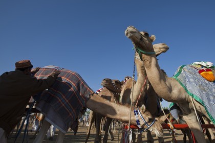 20 11 2010 - Dubai (EAU) - Courses de chameaux