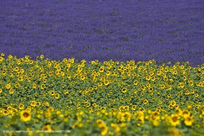 27 06 2011 - Valensole (FRA, 04) - Lavander fields