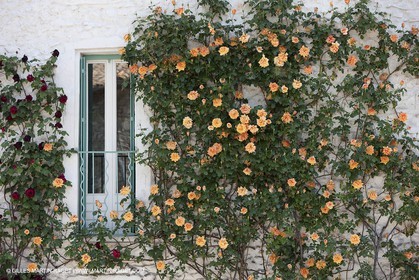 28 04 2009 - Dions (FRA, 30) - Atlas Nîmes Métropole - campagne 2009