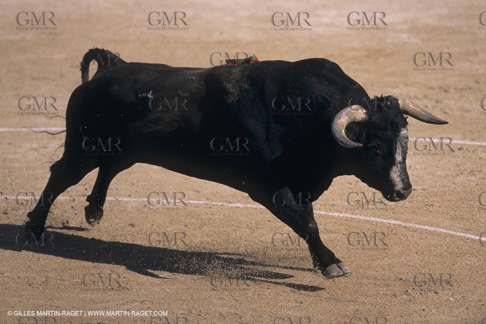 France, Provence, Traditions, Tauromachie, bull fights