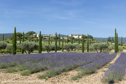 22 06 2018, Saint-Saturnin les Apts (FRA,84), Domaine des Andéols
