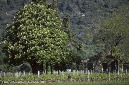 Luberon (Fra,84) - Vineyards cants
