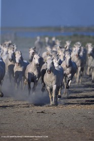 Camargue horses