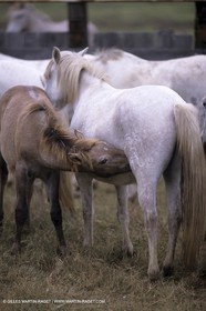 Camargue horses