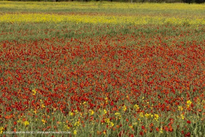 29 04 2012 ( Saint Rémy de Provence (FRA, 13) - Chaîne des Alpilles vers Romanin