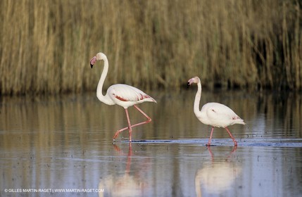 Camargue (FRA,13) - Flamants roses en Camargue