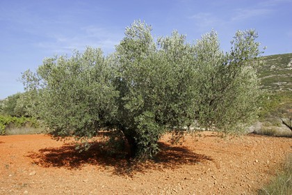 Arrière pays de Valencia- environs de Chera