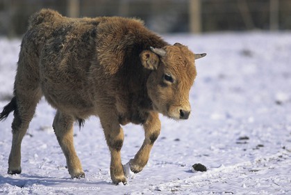 Provence sous la neige - Camargue
