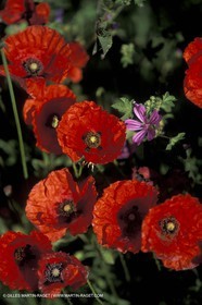Coquelicots - Champs de Coquelicots