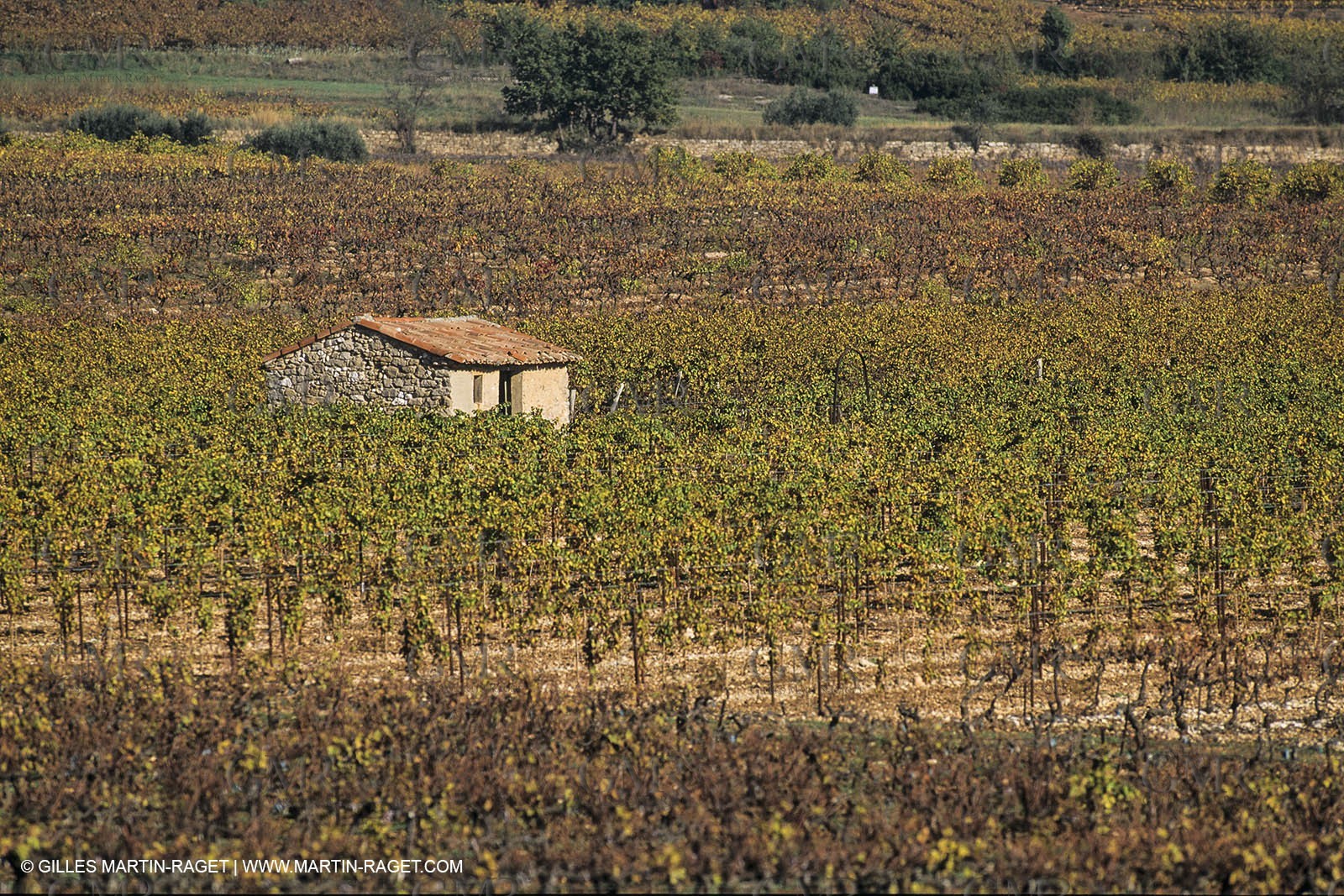 France, Provence, Pays d'Aix en Provence, vignoblmes des coteaux d'Aix, Côtes de Provence