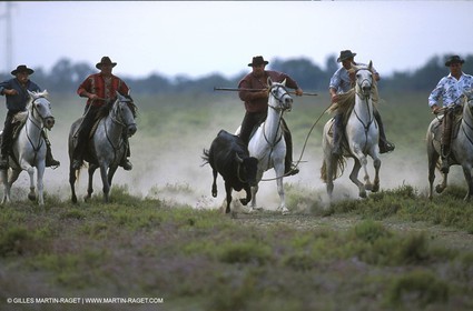 Camargue horses and bulls breeding