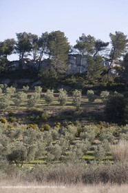16 02 2008 - Les Baux de Provence (FRA, 13) - Paysages des Alpilles