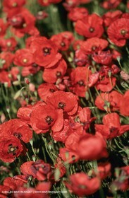 2000-2010- Les Alpilles (FRA,13) - Poppy fields