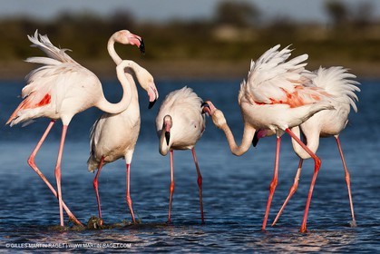 09 04 2011 - Les Saintes Maries de la Mer (FRA,13) - Flamants de Camargue