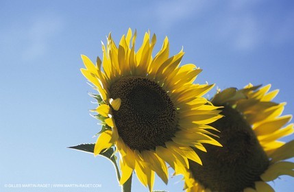 Luberon (FRA,84), Champs de tournesols