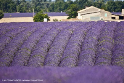 27 06 2011 - Valensole (FRA, 04) - Lavander fields