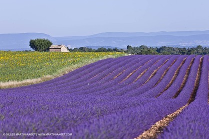 27 06 2011 - Valensole (FRA, 04) - Lavander fields