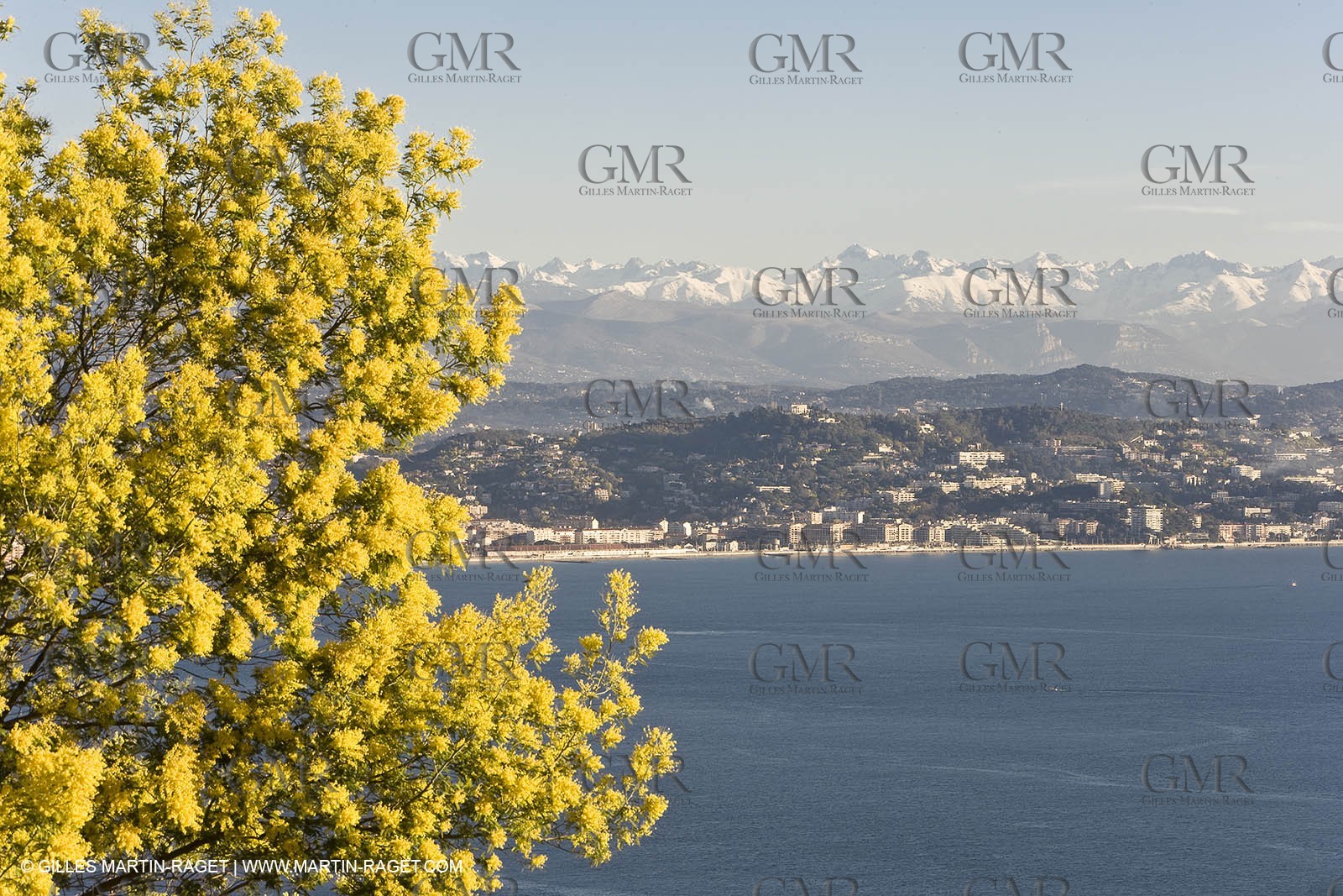 06 02 2008 - Théoule sur mer (FRA, 06) - Mimoses in full flower