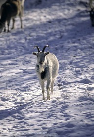 Provence sous la neige