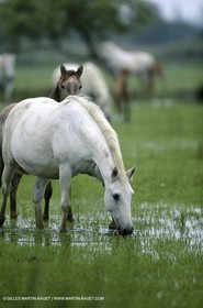 Camargue (FRA,13)