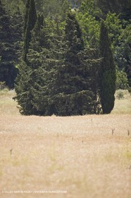 24 Juin 2008 - Saint Rémy de Provence (FRA-13) - Paysage des Alpilles