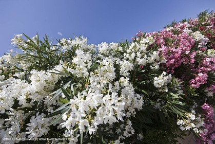 26 06 09 - Sanary sur mer (FRA,83)
