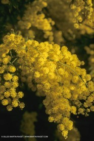 France, Provence, Arbres fruitiers en fleur   Spring bloom