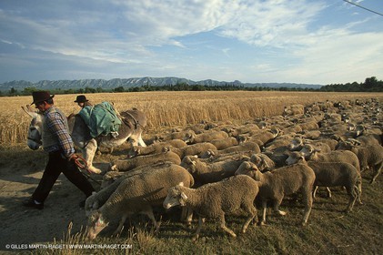 Saint Rémy de Provence (FRA,13) - Fête de la Transhumance