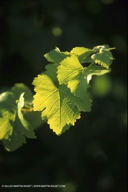 Vin - Vignes - Vendanges